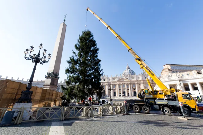 عمّال يضعون شجرة عيد الميلاد في ساحة القدّيس بطرس-الفاتيكان عام 2017