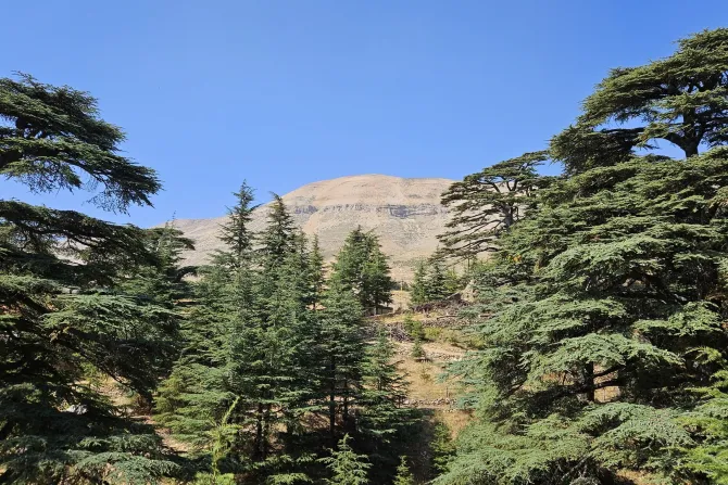 غابة أَرز الربّ في بلدة بشرّي، لبنان