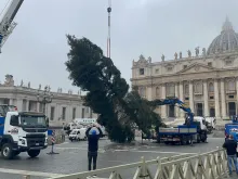 شجرة عيد الميلاد توضع في ساحة القديس بطرس الفاتيكانيّة