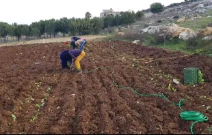 معاناة مضاعفة لمزارعي بلدات الحدود الجنوبيّة بسبب الحرب وتداعياتها (اللقطة من بلدة رميش الحدوديّة المسيحيّة) مصدر الصورة: صفحة رميش في فيسبوك