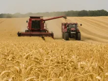 جرّارات تعمل على حصاد القمح